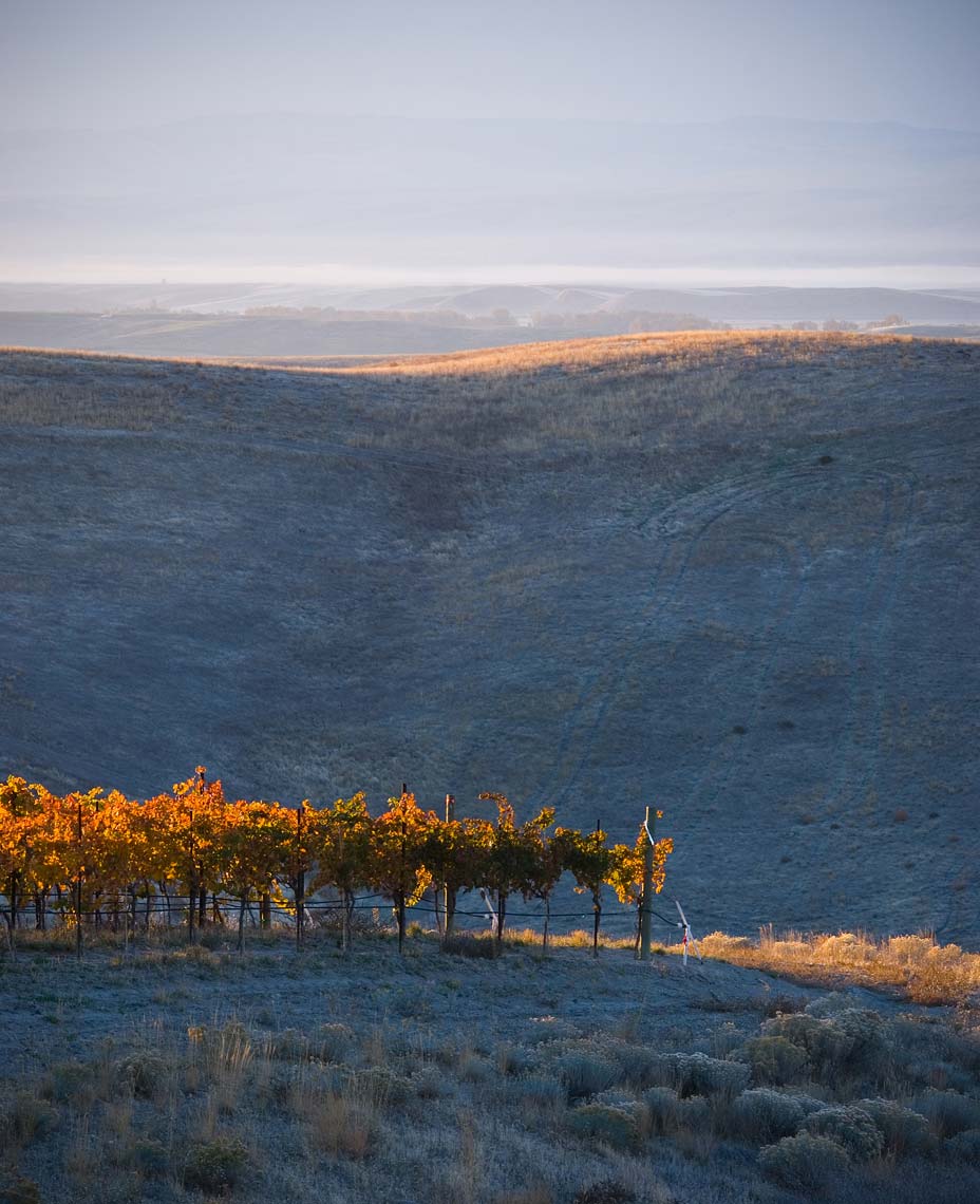 Woodward Canyon Estate Vineyard in Autumn 