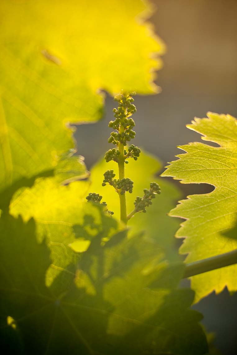 Early growth Viognier grapes