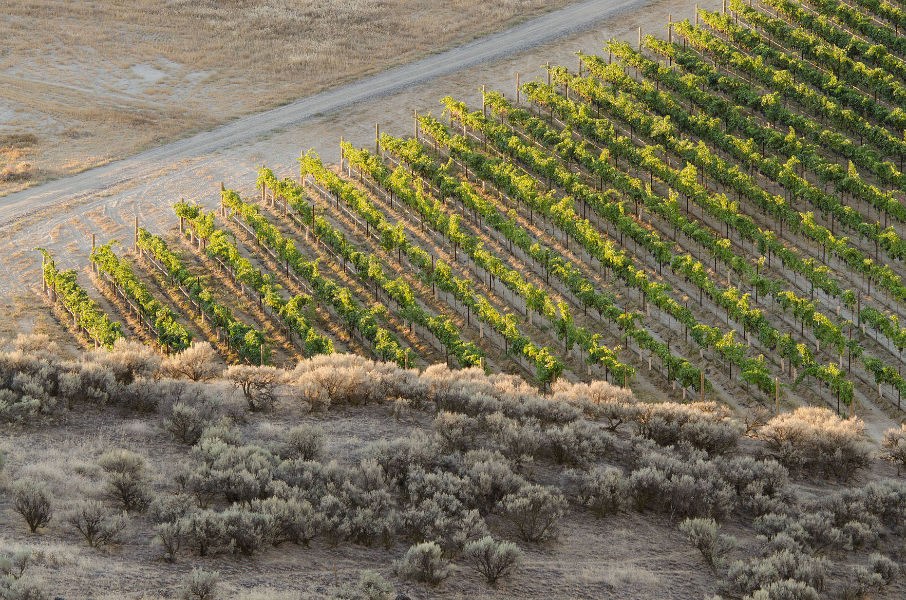 Red Mountain Vineyard